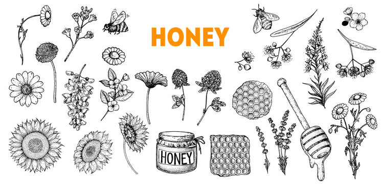 Honey hand drawn vector illustration. Healthy food illustration. Hand drawn sketch elements collection. Honeycomb, bee, flowers, jar of honey sketch.