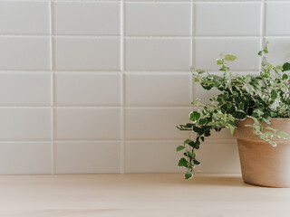 Background with white rectangular tiles on the wall and houseplant in a ceramic pot