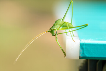 grasshopper