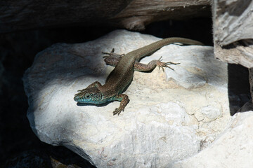 Green Lizard