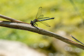dragonfly on a leaf