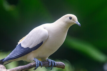 white dove on a branch