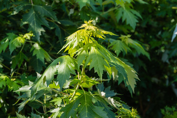 Sunny summer day. Green leaves on branch of big maple Acer saccharinum. Blurred background of garden greenery. Selective focus. Close-up of leaves. Nature concept for design.