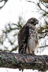 Hawk