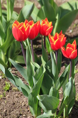 Tulpen als Frühjarsboten im Garten. Thüringen, Deutschland, Europa  -