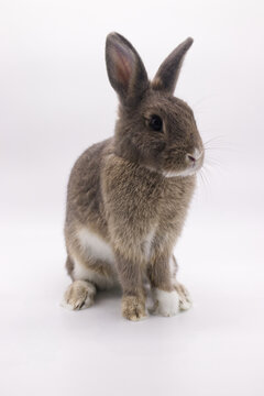 gray rabbit on white background