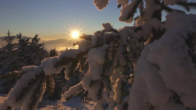 Winter sunrise background over snowy tree branch in mountains forest