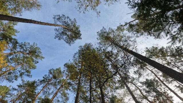 Bottom view of lush green foliage of trees with morning sun. A walk in the forest with big green trees. Summer background.