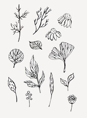 Botanical line clipart set on isolated white background. For stationery design, postcards, calendars, notebooks, booklet, clothing print, phone case design, posters, stickers, splash screen