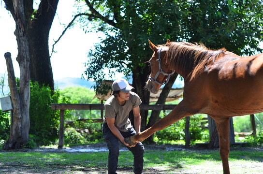 Joven hombre latino entrenando a un caballo. Corredor realizando estiramiento muscular a su potro 