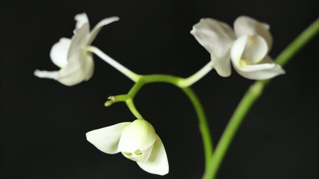 Beautiful white unusual orchid flowers blooming on a black background, close-up. Timelapse 4K.