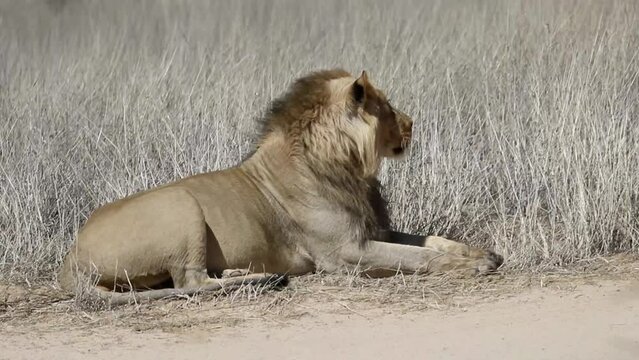 Large male lion seated close up in wild