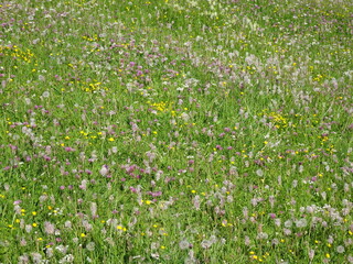 Blumenwiese