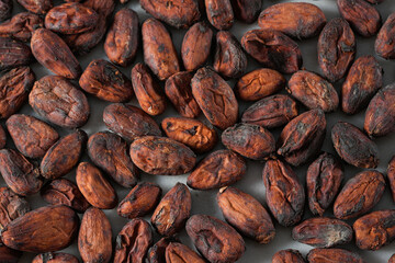 Cocao seed