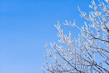 Tree branches covered with white frost against a blue sky. winter postcard or forecast background...