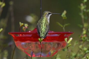 Juvenile Ruby-throated Hummingbird Sitting on Feeder