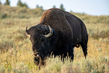 Muddy Male Bison Licking Its Nose