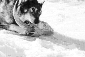 The hunting dog West Siberian Laika (a cross between a wolf) eats (nibbles) the head of a goat with large curved horns in the snow. Halftone dotted vector image. Space for copy text.  