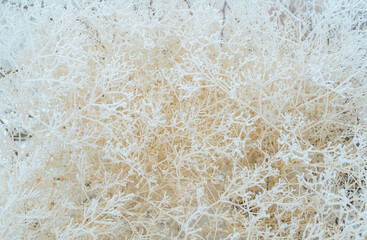 Close-up of snow-covered shrub branches. White tree branches under frost on a frosty day, like a spider web and a frosty three-dimensional pattern.