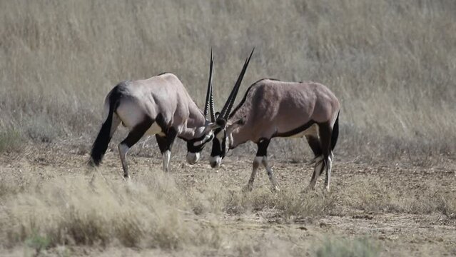 Two buck with huge horns fighting - gemsbok