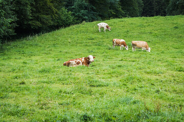 Obraz premium a herd of white and red cows grazes on alpine slopes