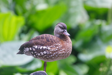 Spotted Whistling duck on the grass 