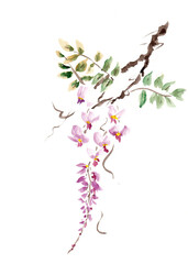 Wisteria flower on a white background, made in Chinese technique go-hua. Hand drawn watercolor with paper texture. Bitmap image