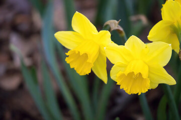 Fototapeta premium Yellow Daffodils in a garden