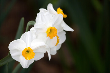 White and Yellow daffodils in a garden