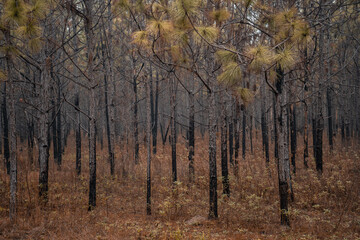 autumn woods in the morning