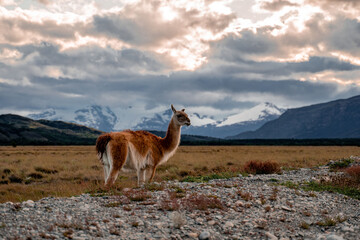 Guanaco Patagonia Chilena
