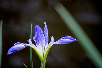 Blue Iris in the sunshine