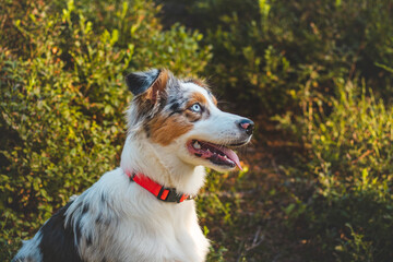 Candid portrait of an Australian Shepherd resting in the grass with a realistic smile and joy on his face enjoying the warm sun. Blue merle, the colorful princess