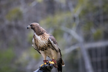 Red Tailed Hawk outdoors