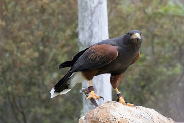 Coopers Hawk outdoors