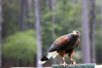 Coopers Hawk outdoors