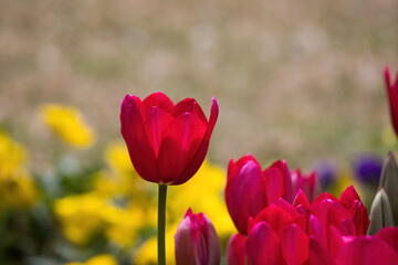 Red Tulips in a garden