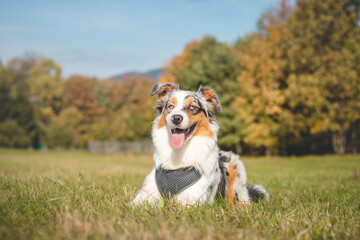 Candid portrait of an Australian Shepherd resting in the grass with a realistic smile and joy on his face enjoying the warm sun. Blue merle, the colorful princess