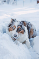 Colourful female of Australian Shepherd breeds enjoys her first winter fun. The mischievous dragoness is playing in the snow and watching with her naughty eyes. Playing with ball