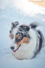 Colourful female of Australian Shepherd breeds enjoys her first winter fun. The mischievous dragoness is playing in the snow and watching with her naughty eyes