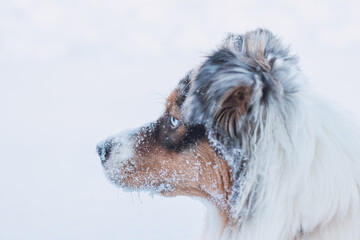 Colourful female of Australian Shepherd breeds enjoys her first winter fun. The mischievous dragoness is playing in the snow and watching with her naughty eyes