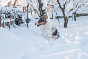 Colourful Australian Shepherd enjoying her first winter. Dog running and playing in snow during morning light. Blue merle jumping and enjoying the freedom of movement with mischievous expression