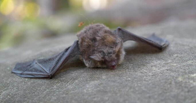 Dead bat lies on the stone in park. Fly crawls over a dead bat. Cinema 4K 60fps video