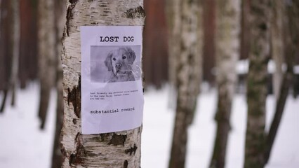 Live camera panning around birch tree trunk with lost dog announcement. No people in winter park outdoors