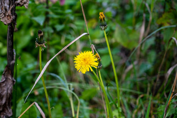Yellow flower of the Taraxacum plant with green blurred background.