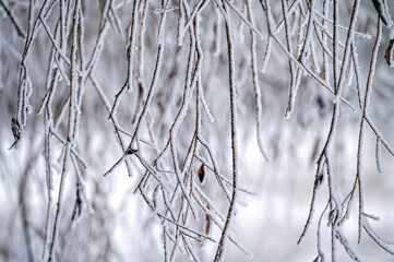 Snow on tree branches. Frost on tree branches. Nature weather closeup. Winter background.
