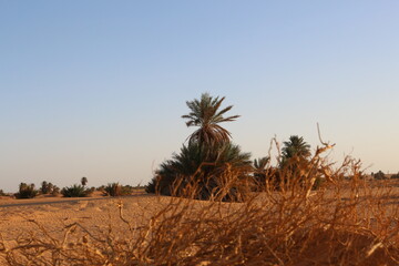 sunset in the desert