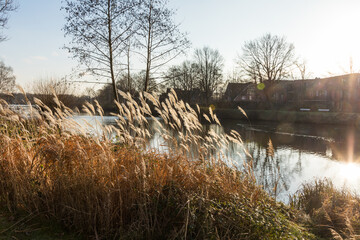 reeds in the water - 556973037