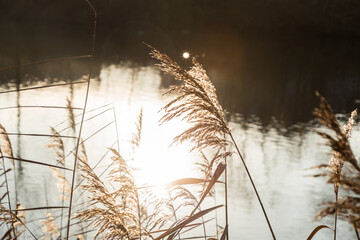 reeds at sunset  - 556973057