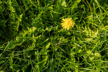 yellow dandelion flower